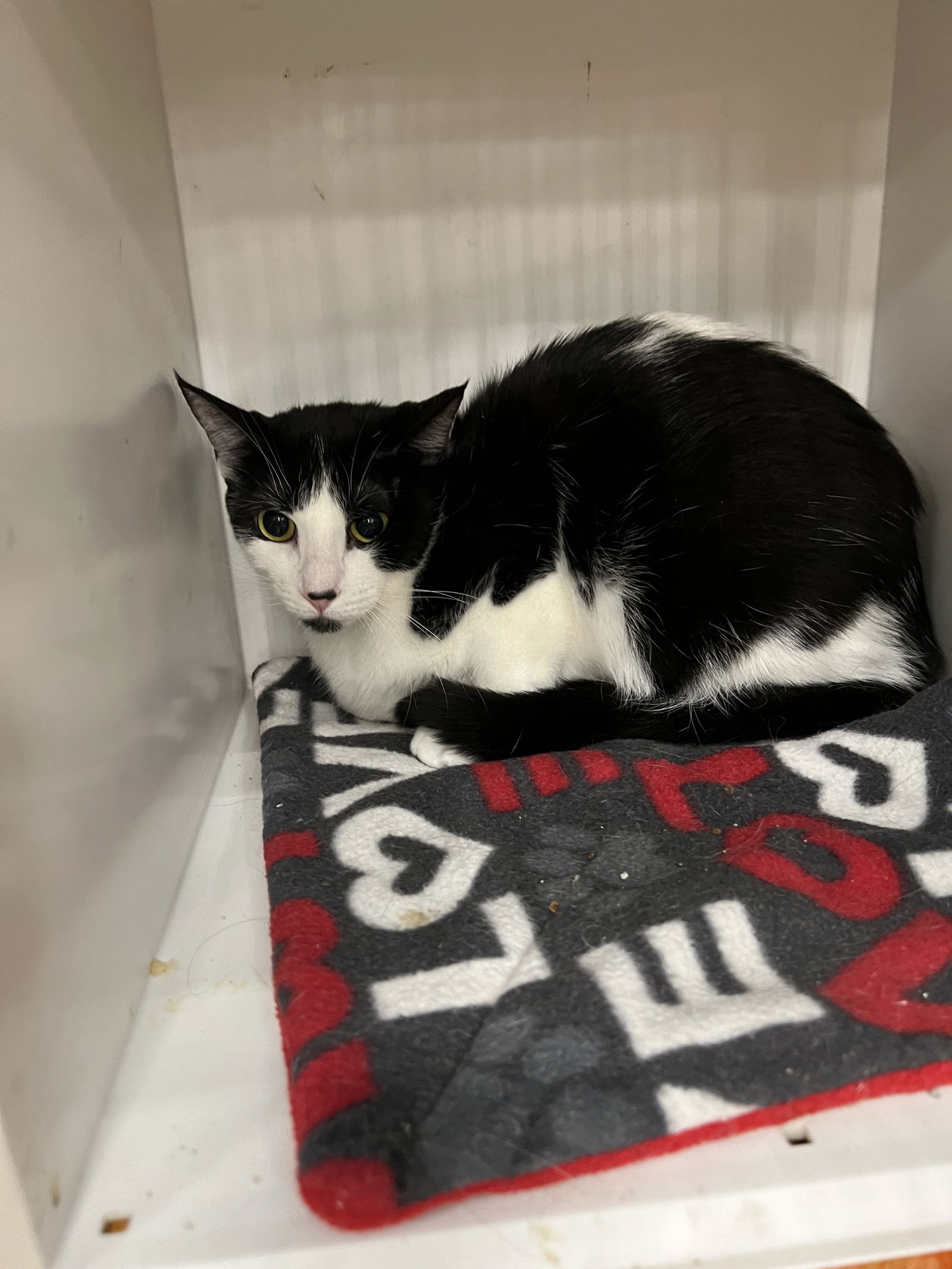 adoptable Cat in Novi, MI named Lileigh