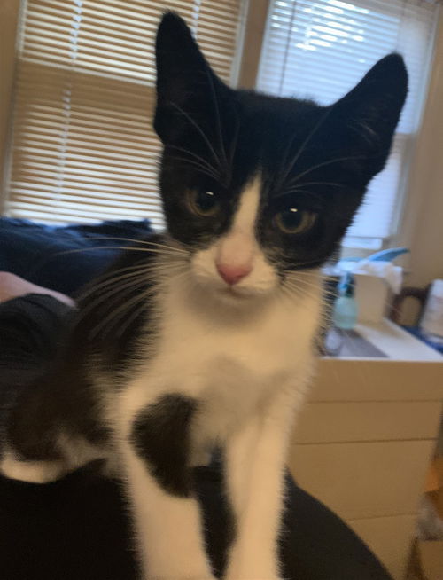 Zappa