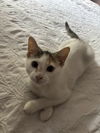 adoptable Cat in Novi, MI named Aimee (must be adopted with Sami)