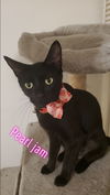 adoptable Cat in Novi, MI named Pearl Jam