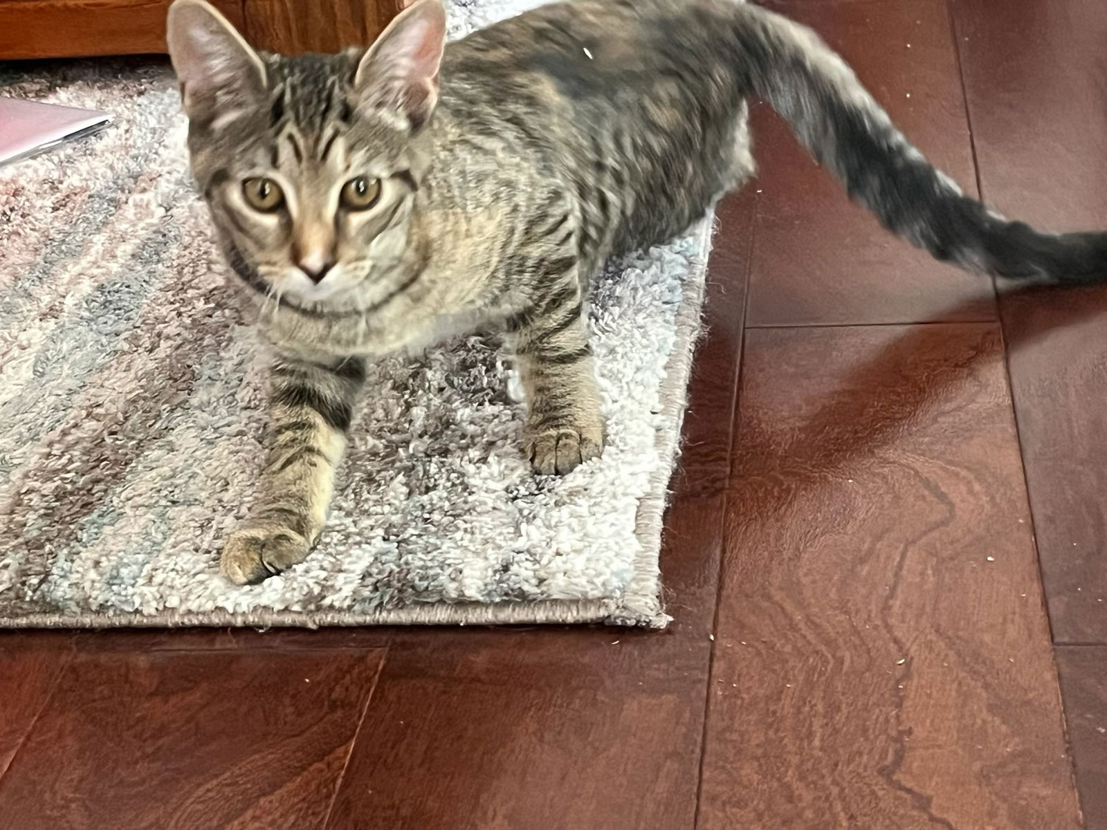 adoptable Cat in Walled Lake, MI named Croissant