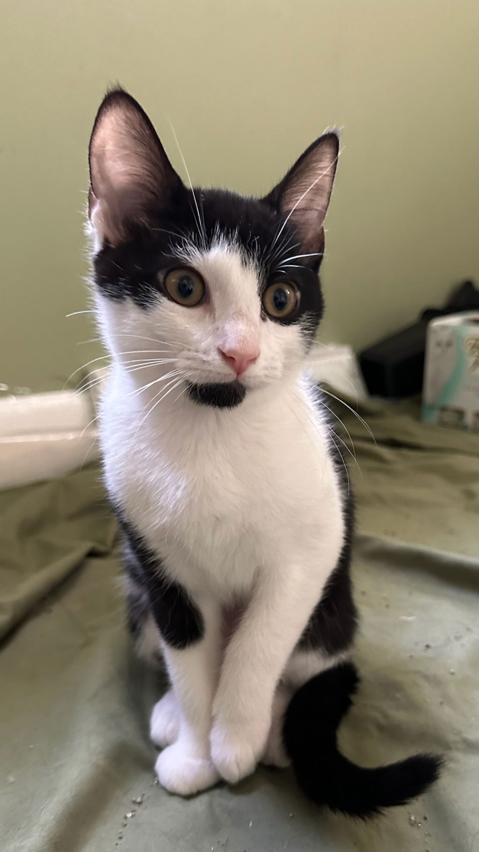 adoptable Cat in Novi, MI named Lee-o