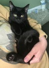 adoptable Cat in , MI named Jacub