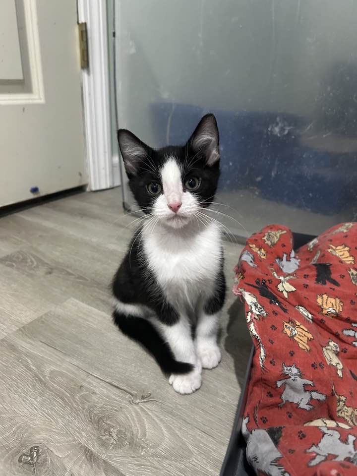 adoptable Cat in Novi, MI named Cisco