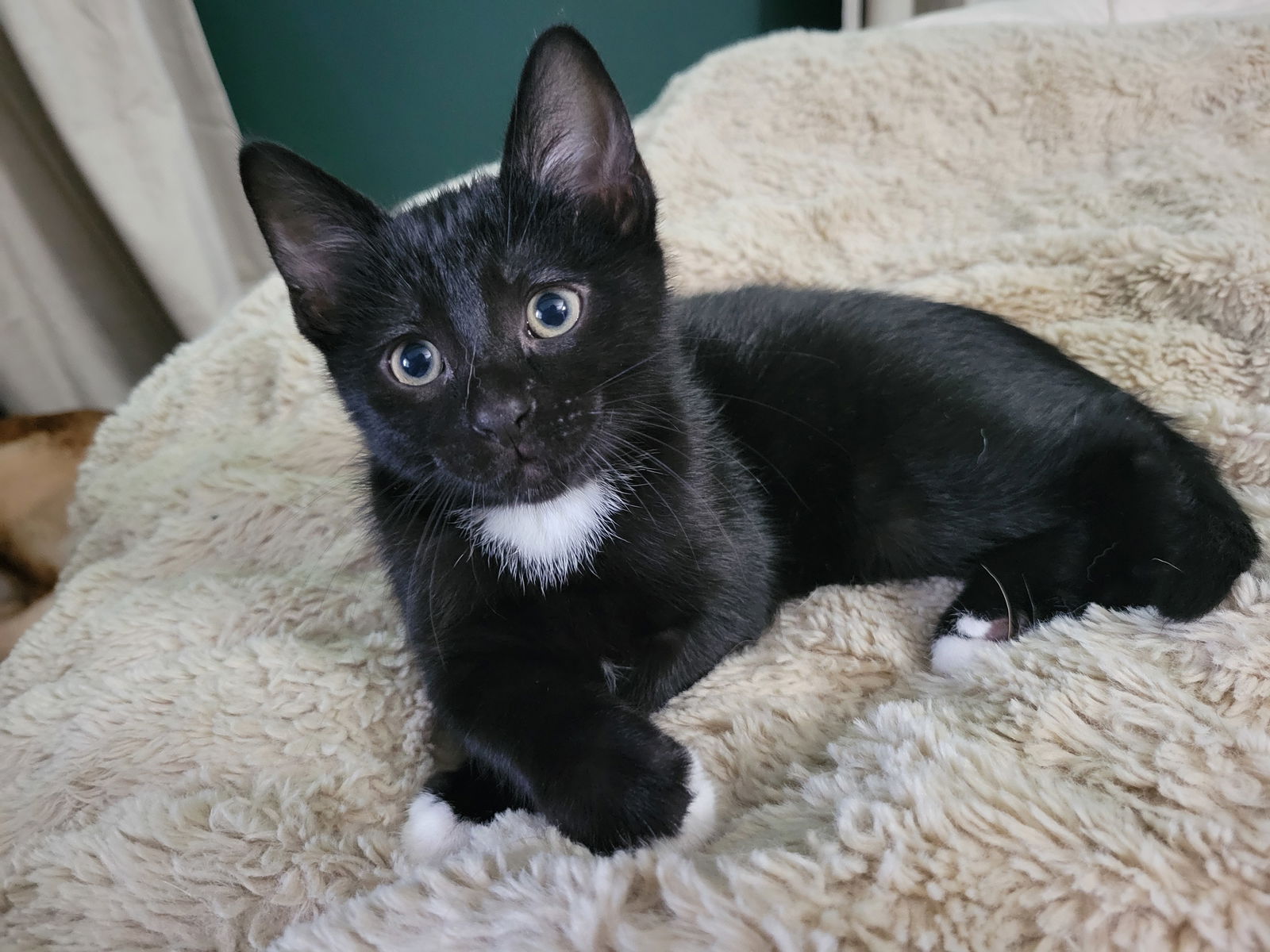 adoptable Cat in Walled Lake, MI named Pekoe