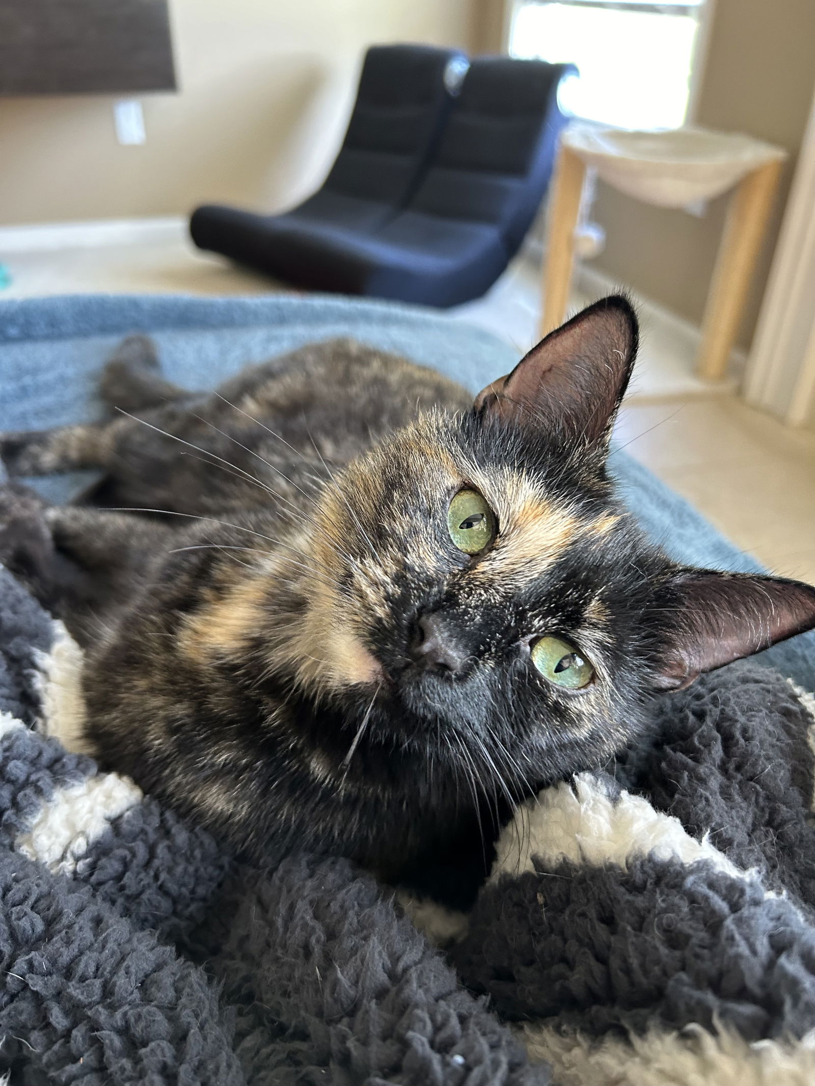 adoptable Cat in Novi, MI named Doraa