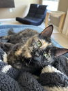 adoptable Cat in , MI named Doraa