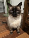 Kosmo