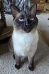 Kosmo