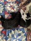 Shinobi (MUST BE ADOPTED WITH Sierra Blue)