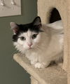 adoptable Cat in Novi, MI named Inky Dinky