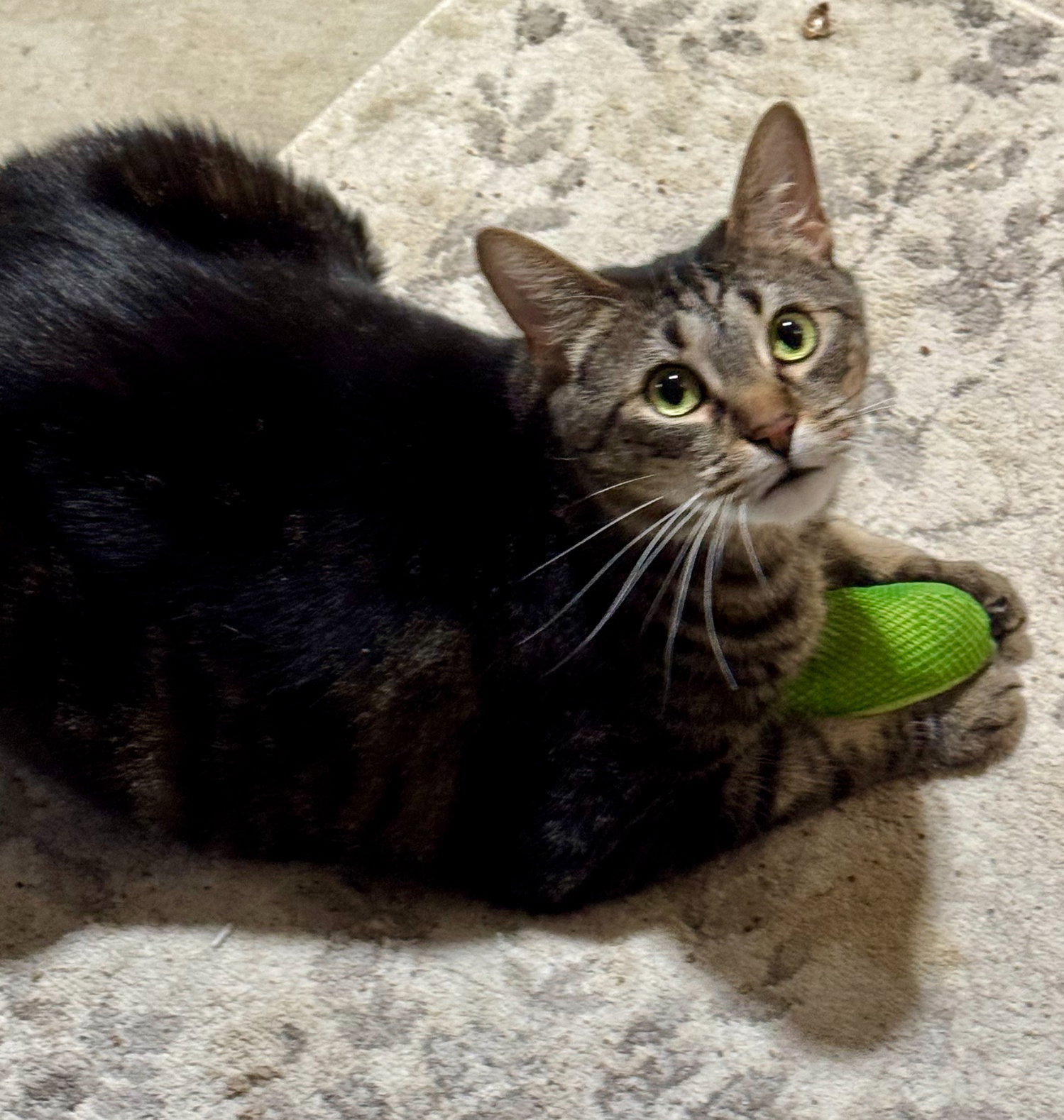Princy boy, photo 16