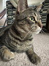 Princy boy