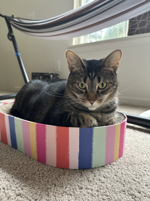 Princy boy, Adult Domestic Short Hair (short coat), cat for adoption in Warren, Michigan