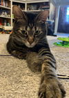 adoptable Cat in , MI named Princy boy