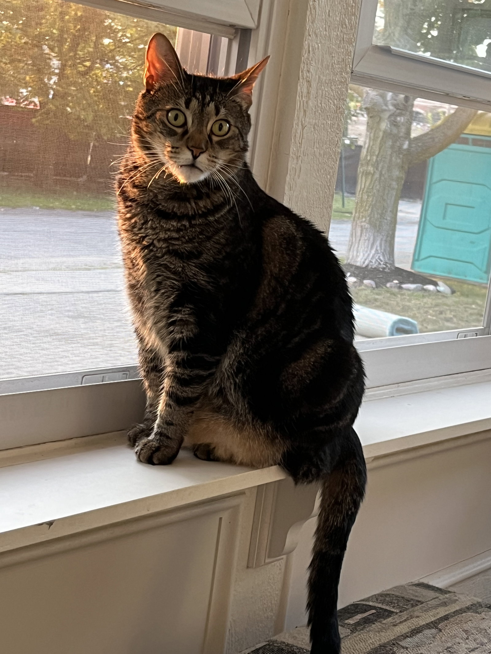 Princy boy, photo 17