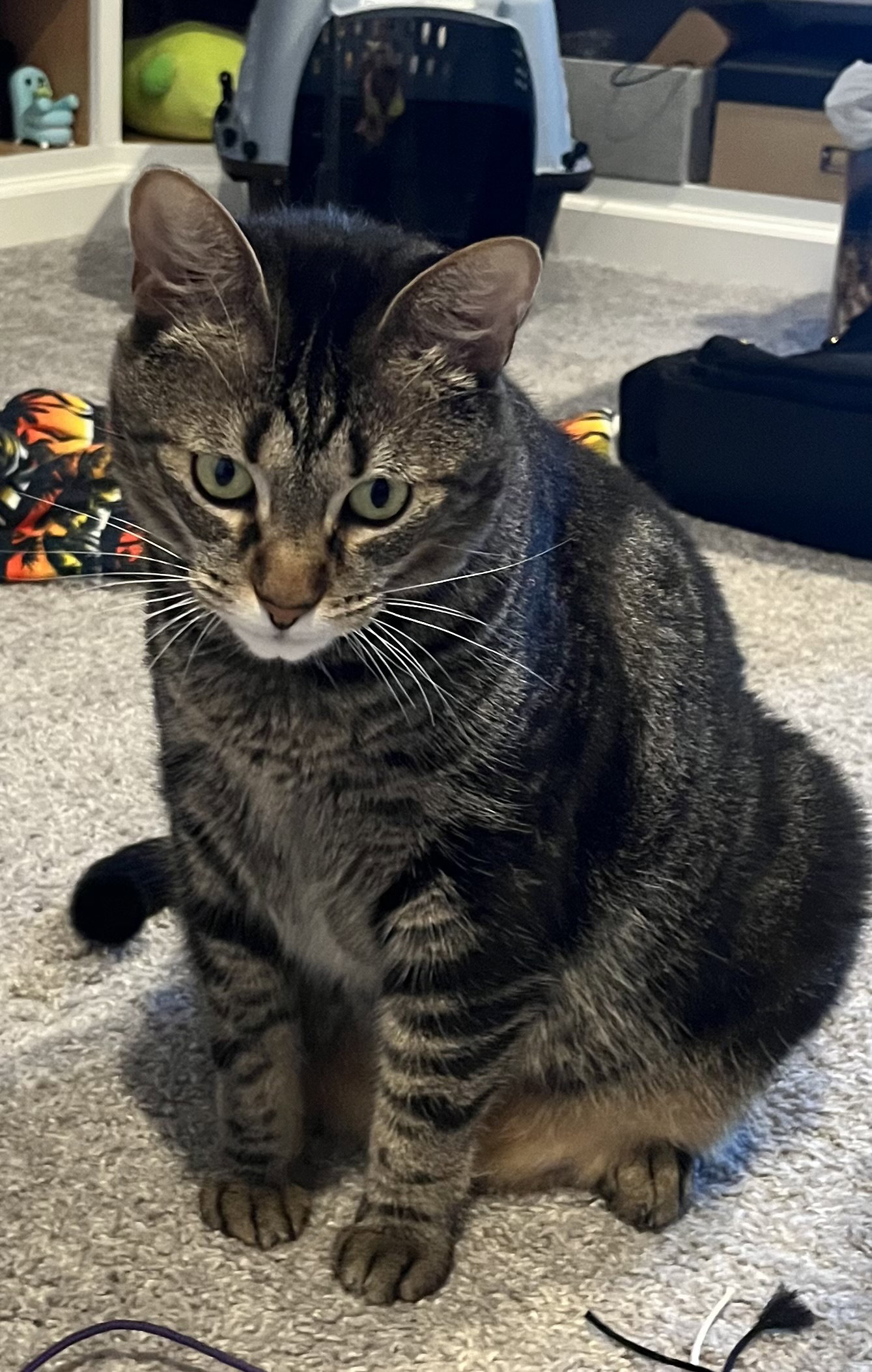 Princy boy, photo 20