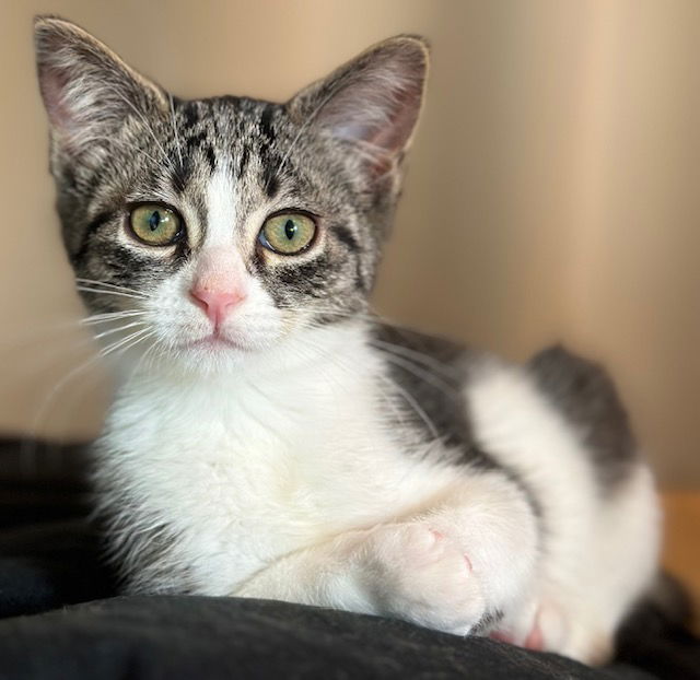 adoptable Cat in Novi, MI named Roo-Barb (MUST BE ADOPTED WITH FIG NEWTON)