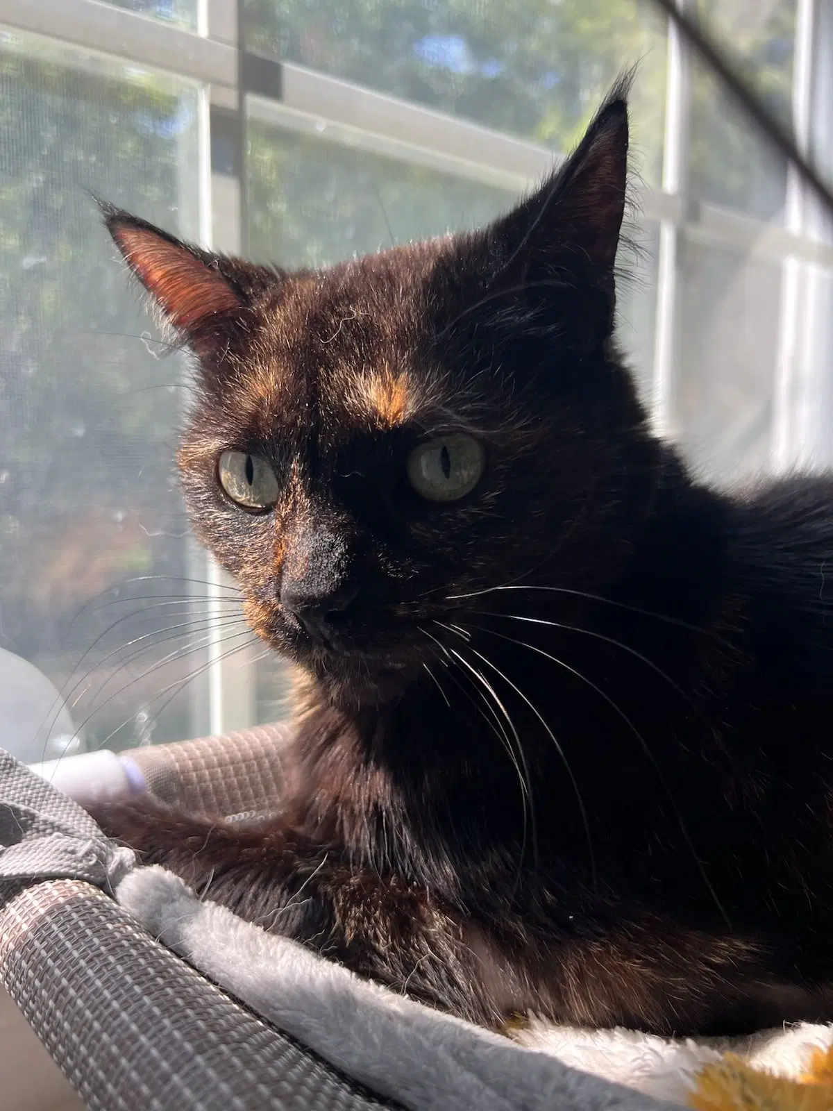 Stardust - Domestic Short Hair