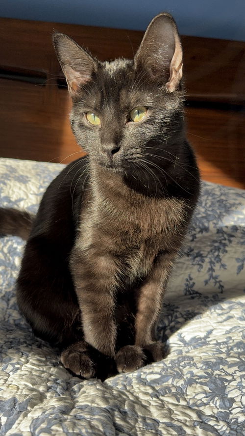 Hugo