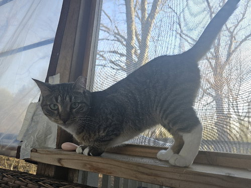 Photo 4 of Tygre