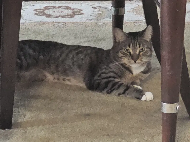 Tnr- Tygre image 4