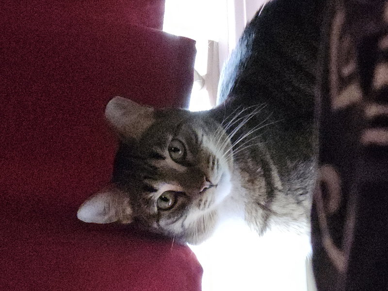 Tygre, photo 6