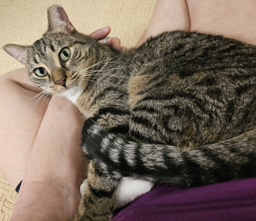 Tygre, a cat for adoption from For The Love Of Cats Rescue And Adoption
