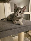 Bubblez( MUST BE ADOPTED WITH BEXLEY)