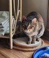 Fearghus - (Front Paw Declawed)