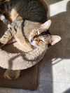 Fearghus - (Front Paw Declawed)