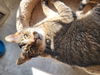 Fearghus - (Front Paw Declawed)