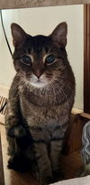 Fearghus - (Front Paw Declawed)