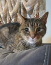 Fearghus - (Front Paw Declawed)