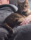 Fearghus - (Front Paw Declawed)