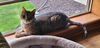 Fearghus - (Front Paw Declawed)