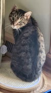 Fearghus - (Front Paw Declawed)