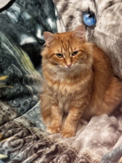 Julios - (must be adopted with Farley)