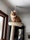Julios - (must be adopted with Farley)
