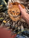 Julios - (must be adopted with Farley)