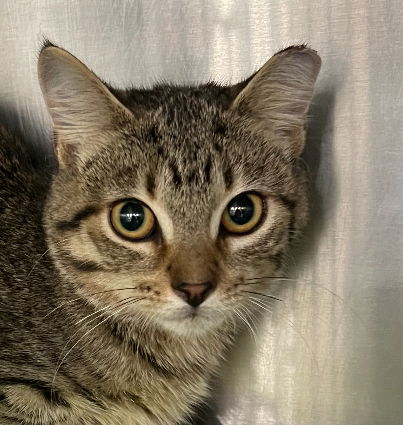 adoptable Cat in Walled Lake, MI named Munchkin