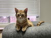 Spicy (Must be Adopted with Salley)
