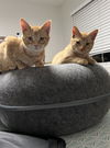 Spicy (Must be Adopted with Salley)