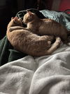 Salley (Must be Adopted with Spicy)
