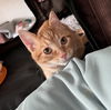 Salley (Must be Adopted with Spicy)