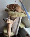 Salley (Must be Adopted with Spicy)