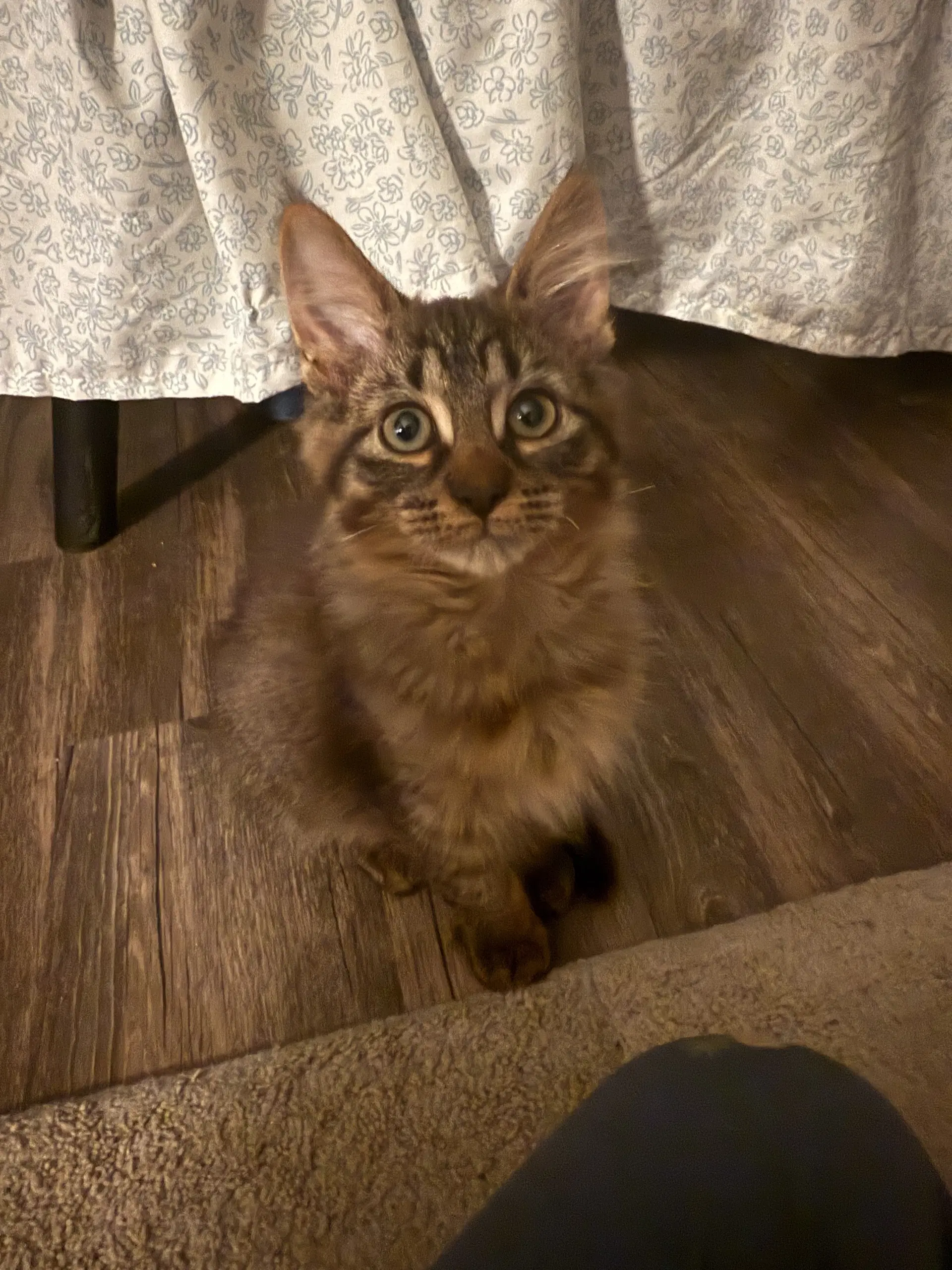 Rokko - Domestic Short Hair