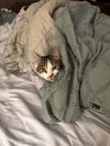 Farley - (must be adopted with Julios)