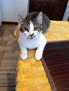 Farley - (must be adopted with Julios)
