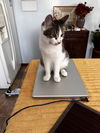 Farley - (must be adopted with Julios)